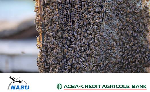 ACBA-CREDIT AGRICOLE BANK launches third organic agriculture development program