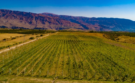 В Армении при содействии Акба банка и NABU основан самый высокогорный в стране органический виноградник (ВИДЕО)