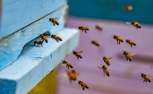 Целебный мед из донника белого: новая культура в армянском пчеловодстве (ВИДЕО)